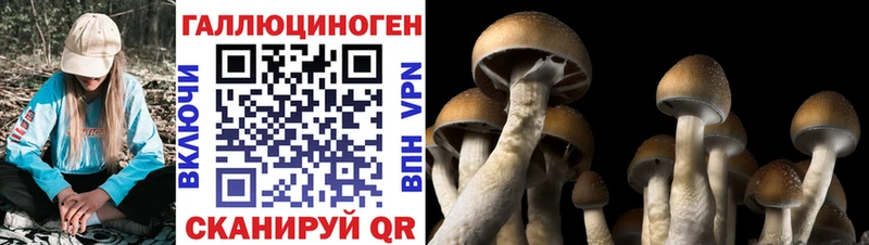 Купить закладки  Могоча  Галлюциногенные грибы прущие грибы 